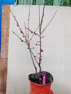 【湖西梅园】19原生白须朱砂梅花扦插五年老桩熟桩高杆一物一拍