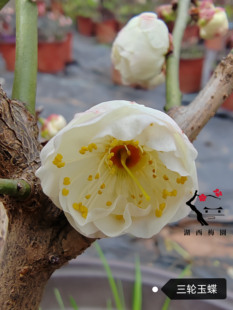 【湖西梅园.梅香如故】原生三轮玉蝶梅扦插三年苗熟桩3