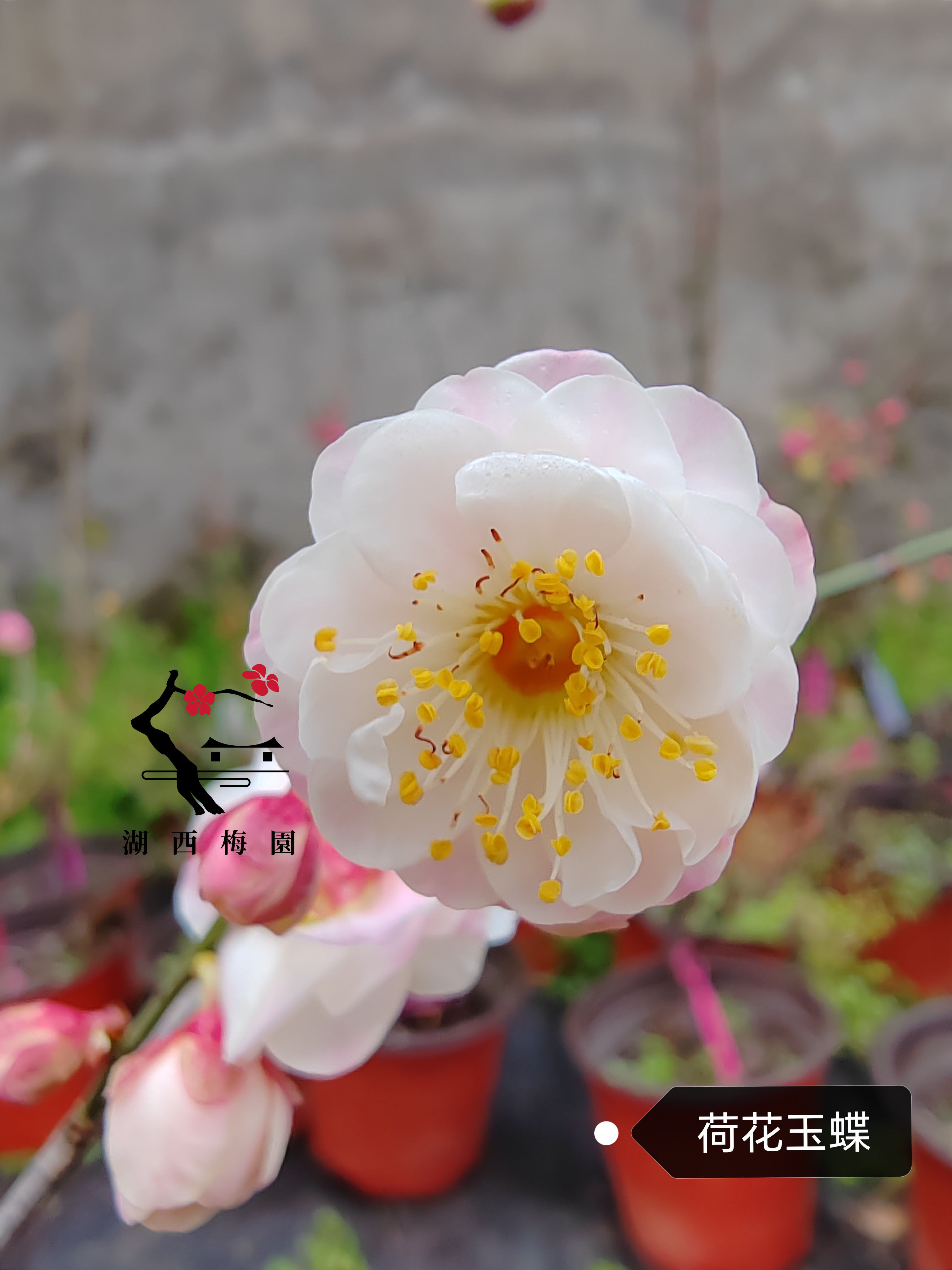【湖西梅园】原生荷花玉蝶梅花扦插三年苗盆栽熟桩彩色玉蝶