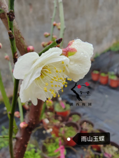 【湖西梅园】原生雨山玉蝶梅花扦插五年老桩盆养熟桩一物一拍