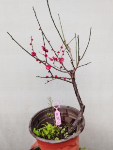 【湖西梅园】12原生白须朱砂梅扦插五年老桩熟桩精品一物一拍