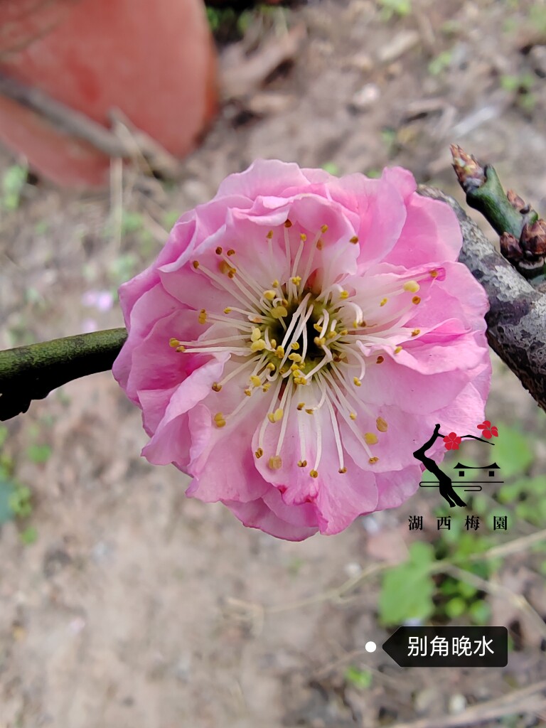 梅香如故】梅接别角晚水梅花山正版三年盆养熟桩精品