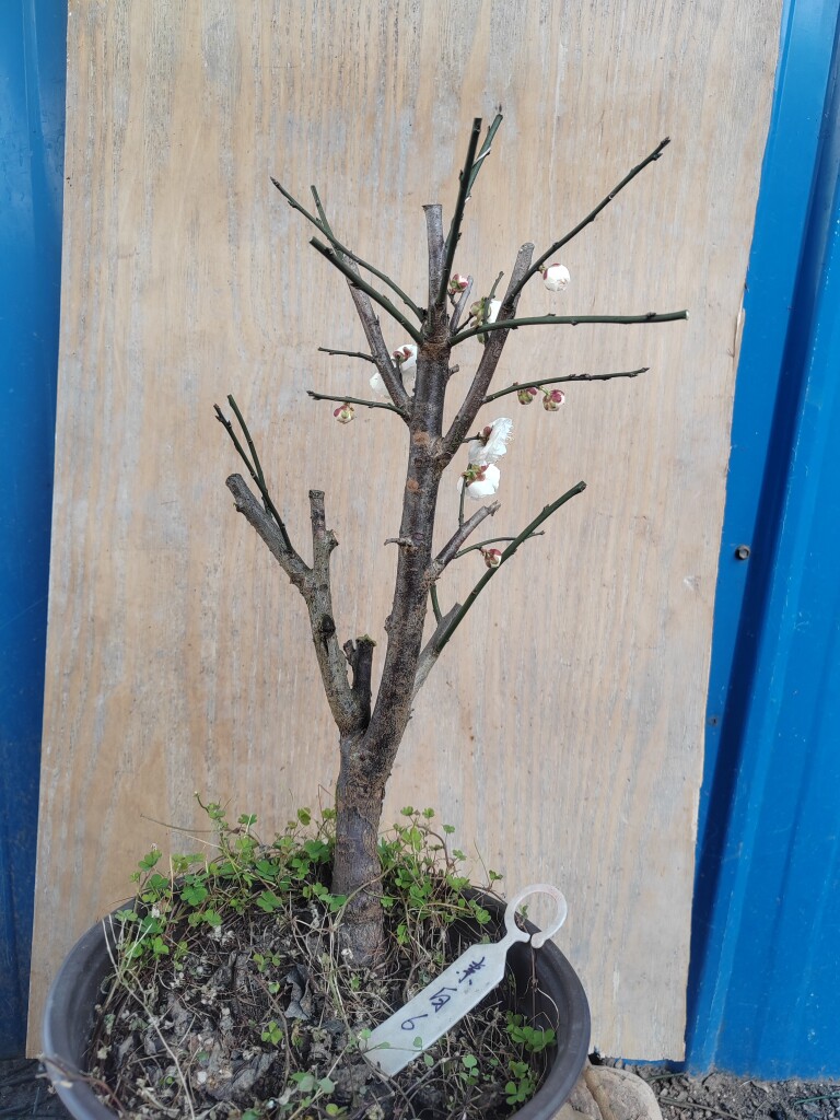 【湖西梅园】6梅接素白台阁梅花四年老桩盆养熟桩精品一物一拍