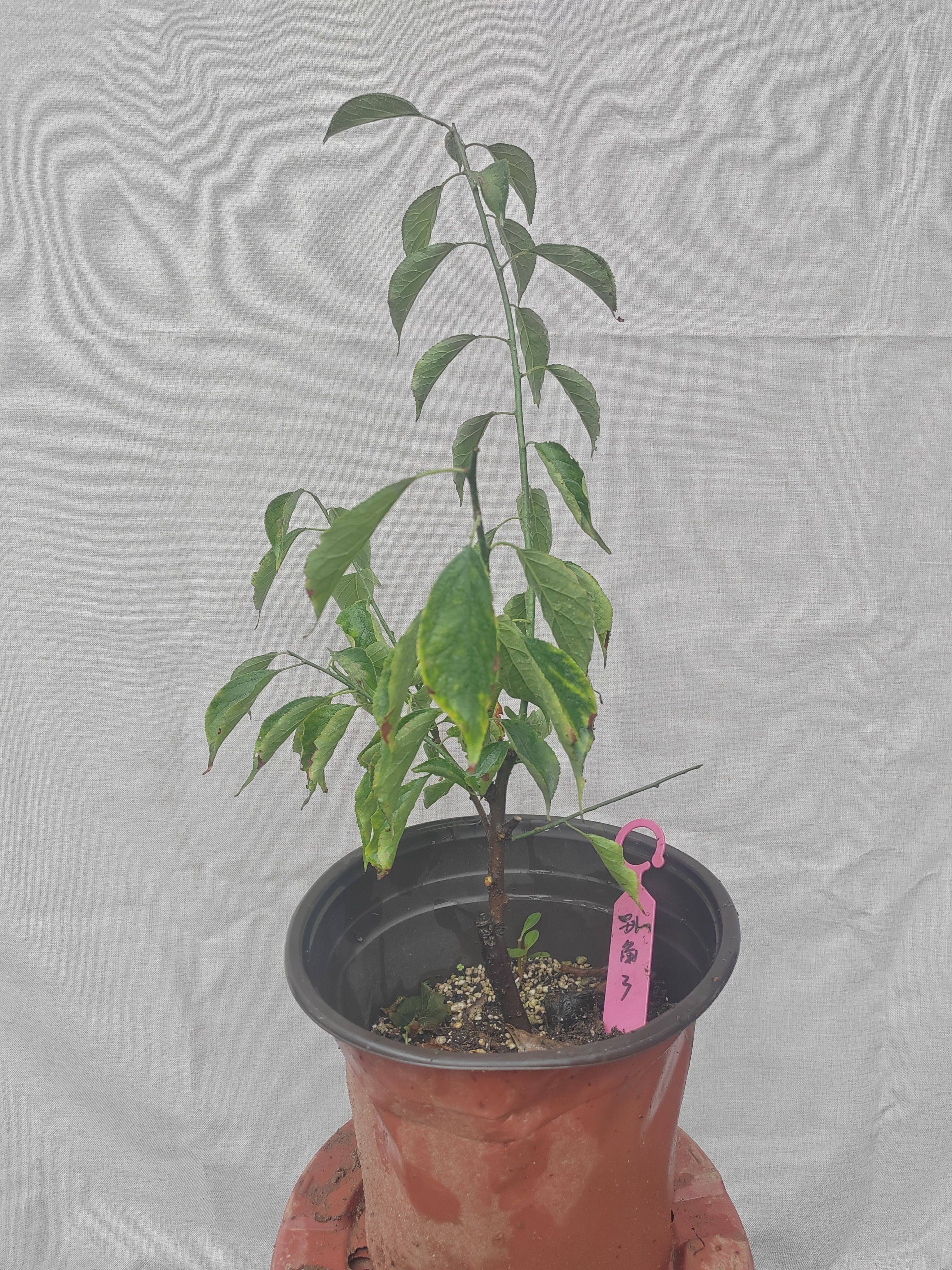 【湖西梅园】3梅接别角晚水梅花山正版两年苗熟桩精品一物一拍