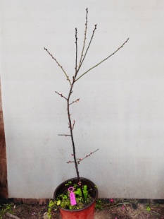 【湖西梅园】1原生素白台阁梅扦插三年老苗熟桩高杆精品一物一拍