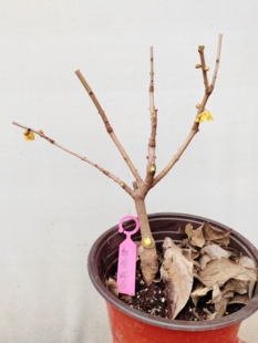 【湖西梅园】5嫁接红香妃腊梅三年苗现挖生桩一物一拍