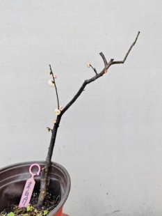 【湖西梅园】19原生素白台阁梅扦插五年老桩熟桩精品一物一拍