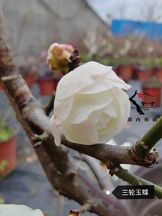 【湖西梅园.梅香如故】原生三轮玉蝶梅扦插三年苗熟桩