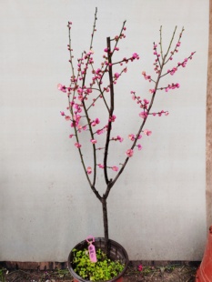 【湖西】8原生南阳红羽梅花扦插五年老桩熟桩高杆精品一物一拍