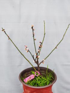 【湖西梅园】6原生三轮玉蝶梅扦插四年熟桩满树花苞精品一物一拍