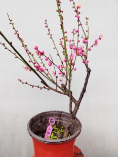 【湖西】2原生南阳红羽梅花扦插五年老桩熟桩精品一物一拍