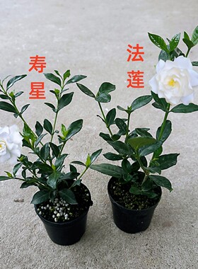 小叶寿星栀子阳台盆栽带花苞庭院耐寒绿植盆景窗边花卉开花浓香型