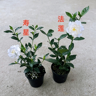 小叶寿星栀子阳台盆栽带花苞庭院耐寒绿植盆景窗边花卉开花浓香型