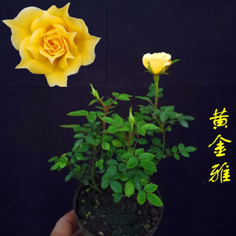 姬月季客厅玫瑰四季开花绿植花卉