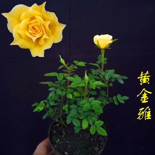 姬月季四季开花姬乙女迷你超微月季客厅微型室内盆栽绿植盆景花卉