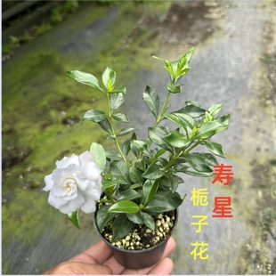 小叶寿星栀子花苗盆栽带花苞庭院绿植盆景花卉室内阳台开花浓香型