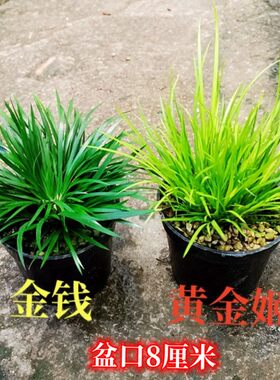 水培菖蒲微型小盆栽室内净化空气