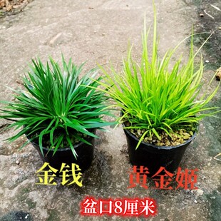 水培菖蒲金钱黄金姬贵船苔蝉小川昌蒲草室内微型盆景附石绿植盆栽