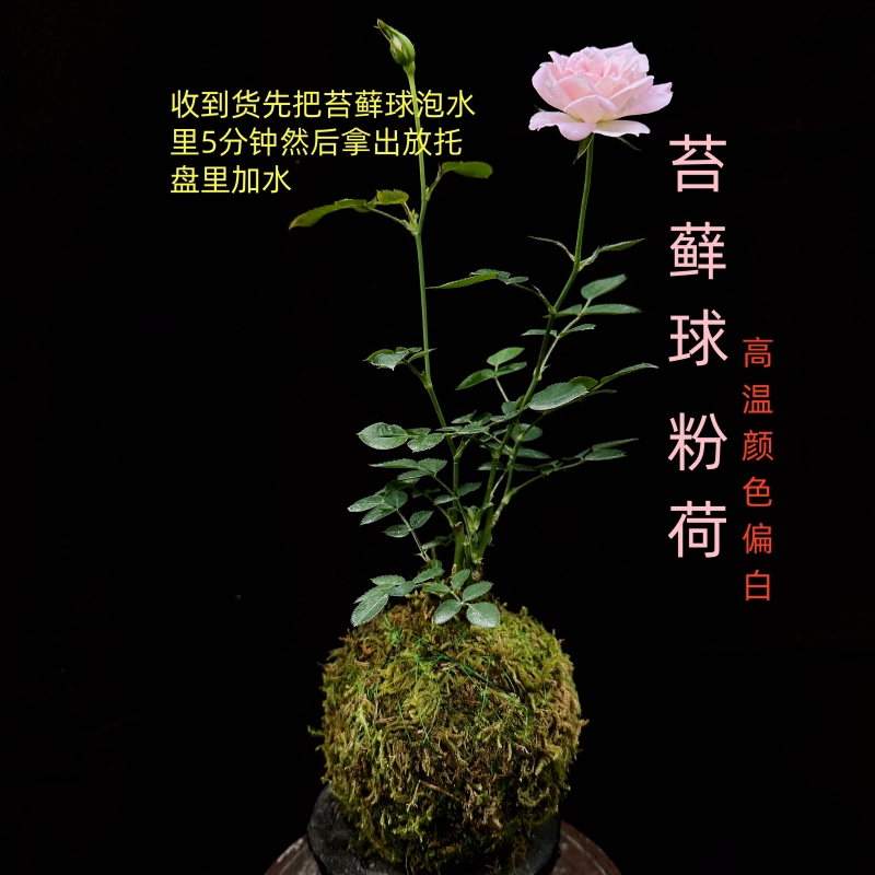 带花苞苔藓球发货水中美人迷你微型月季花苗阳台室内玫瑰四季开花