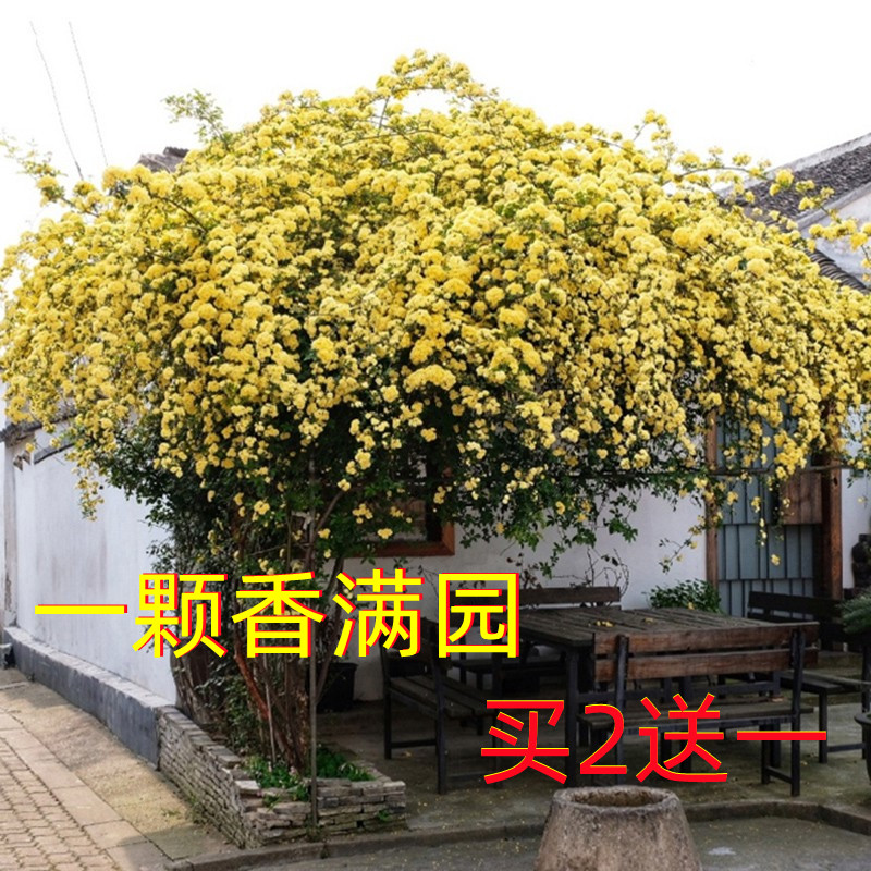 特大爬藤植物四季蔷薇