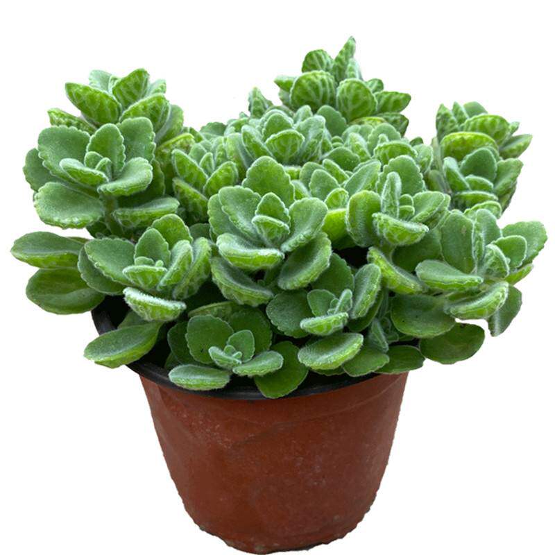 碰碰香盆栽可食用绿植驱蚊提神香喷喷多肉植物花卉净化空气一抹香