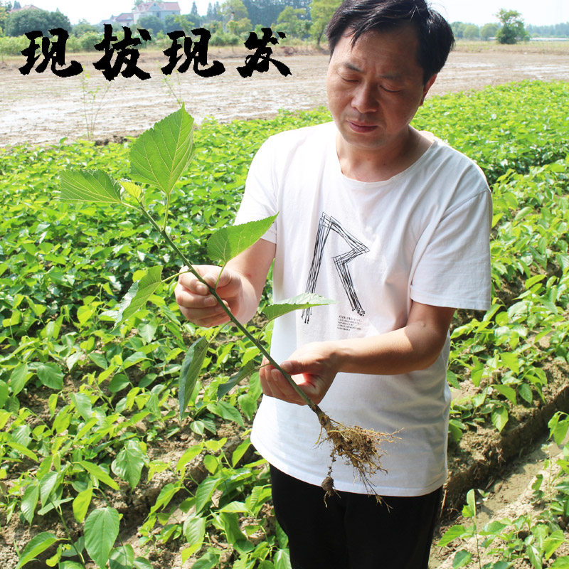 养蚕猪牛羊鸡鸭鹅饲料蛋白桑农桑14号杂交桑树苗大叶嫁接实生桑苗