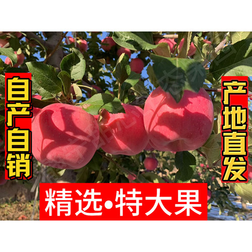 静宁苹果精选特大果90#送礼首选