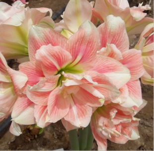 现货 落日星空 秘鲁进口朱顶红种球 荷兰花园艺满268元赠盲盒