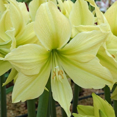 黄星/明黄之星荷兰花园艺朱顶红