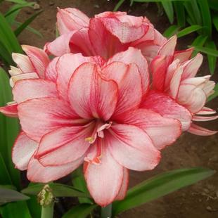 现货 蒂卡梦幻 秘鲁进口朱顶红种球 限购1球 荷兰花园艺