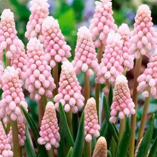 满268元 现货 荷兰花园艺 荷兰进口 送盲盒 葡萄风信子种球