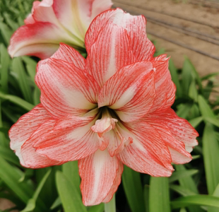 现货 蒂卡日出/迪卡日出 秘鲁朱顶红 荷兰花园艺