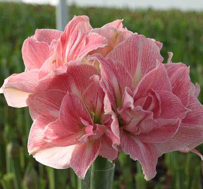 可爱仙女荷兰花园艺进口朱顶红