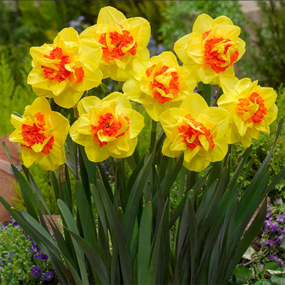 洋水仙种球荷兰花园艺