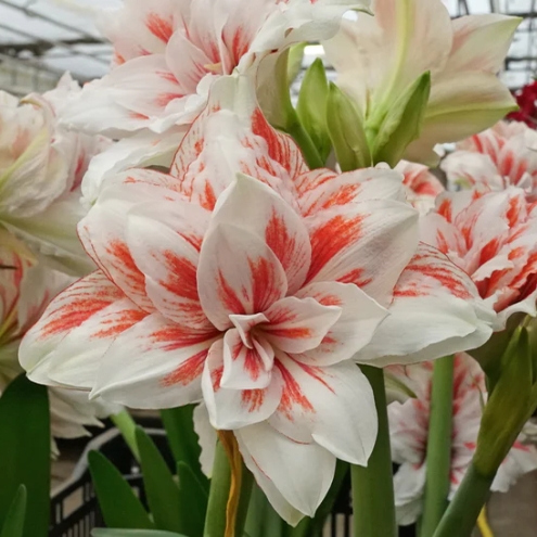 12月到 荷兰进口朱顶红种球 多年生 荷兰花园艺 满268元赠盲盒