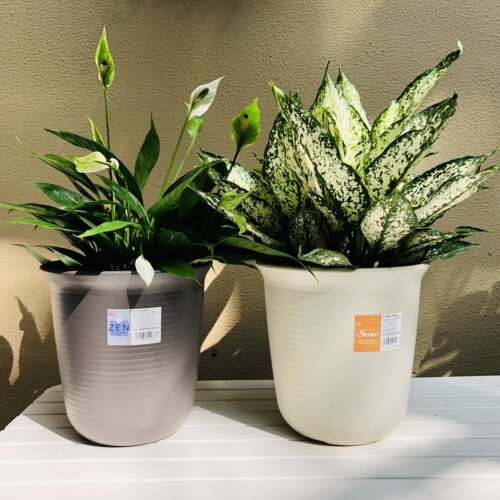 爱丽思长钵系列荷兰花园艺
