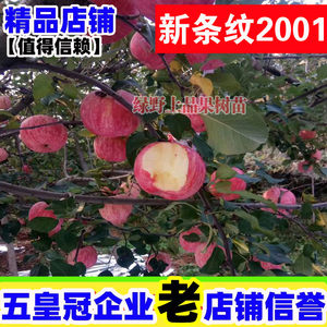 新条纹2001红富士苹果树苗水果苗