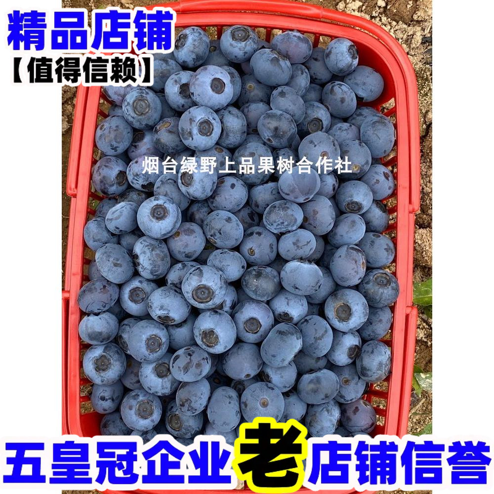 奥尼尔蓝莓苗盆栽地栽果树耐寒