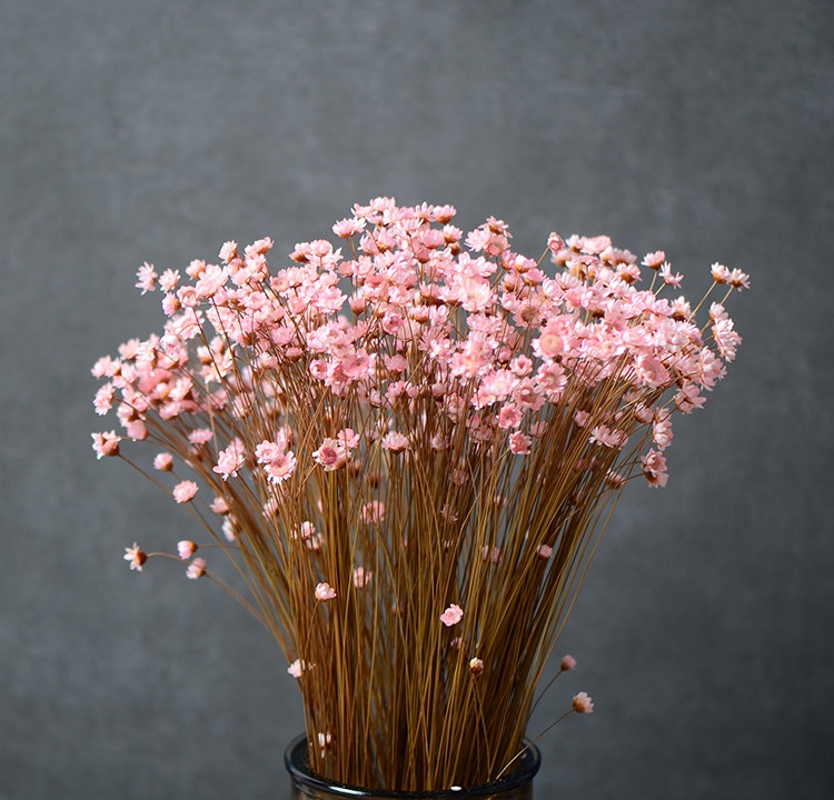 【进口小星花】天然植物 高档软装干燥花 居家花瓶装饰干花永生花