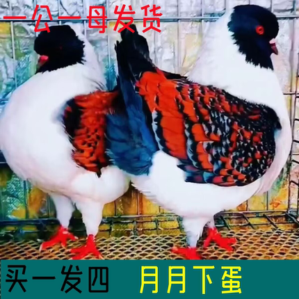 鸽子活物一对元宝鸽大体鸽不会飞的纯活体观赏鸽特包活到家青年鸽