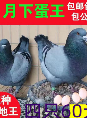60元四只到家下蛋产蛋鸽子