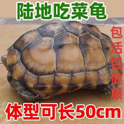 陆地巨型草龟吃菜龟活体特大乌龟