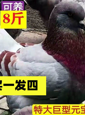 可张八斤元宝鸽现货速发