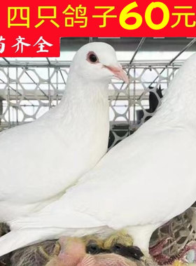 鸽子活物一对种鸽子活体肉鸽家养信鸽雨点青年鸽活家养鸽子好养ww