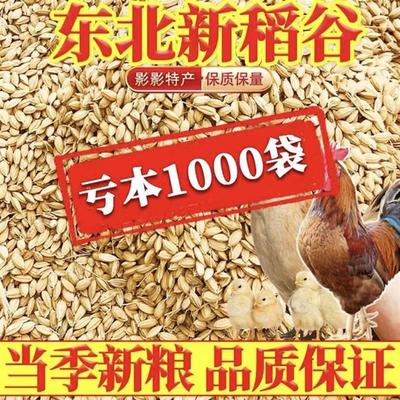稻谷喂鸡喂鸡便宜稻谷散装农家稻谷带壳谷子水稻稻子带壳粮食喂鸡
