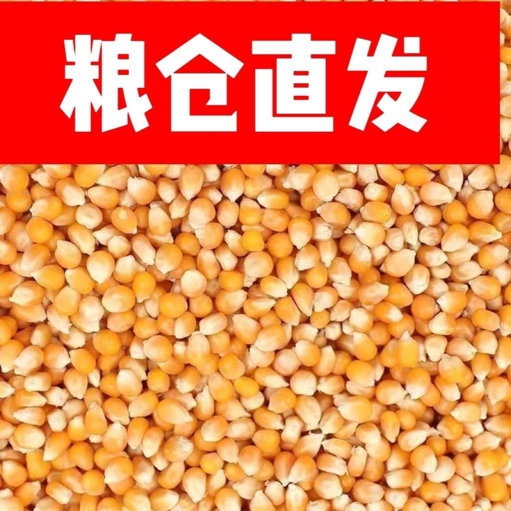 优选无尘新玉米粒100斤干玉米喂鸡鸭鹅饲料50斤玉米家禽粮食
