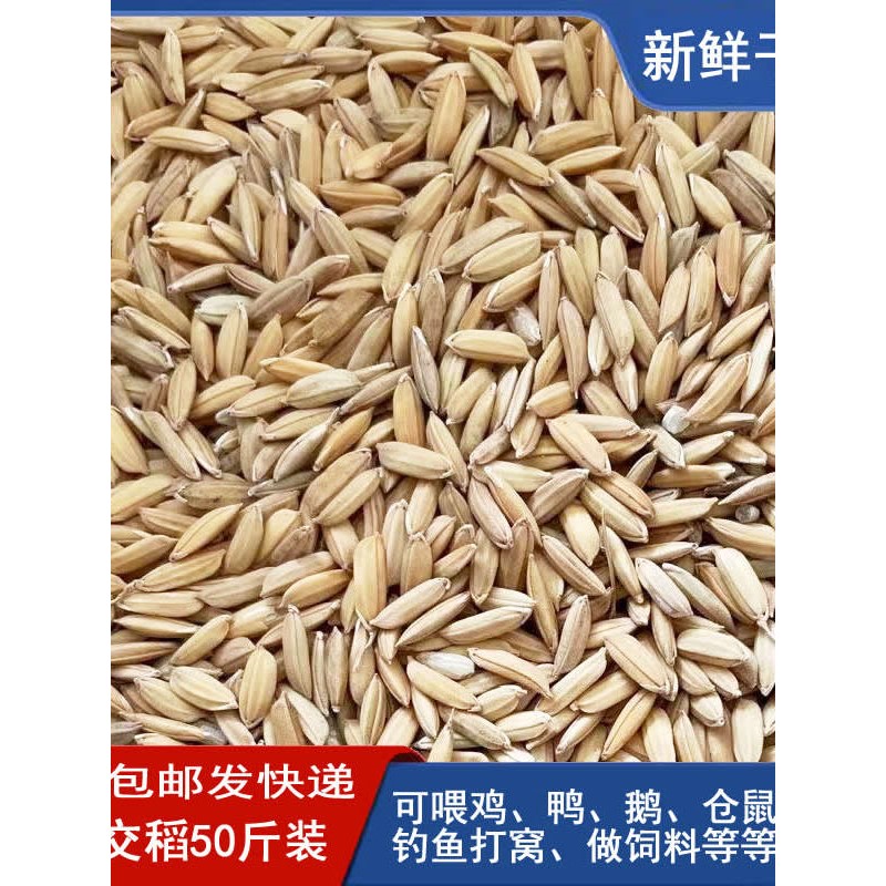 安徽早杂交稻谷子水稻农家自种喂鸡鸭鹅小鸟鸽子仓鼠粮食饲料50斤