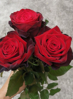 黑金玫瑰花大苗茶香切花月季盆栽暗红色有丝绒感阳台庭院花卉植物