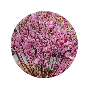 重瓣榆叶梅花树苗盆栽阳台庭院耐寒花卉植物丛生郁李麦李花苗盆栽