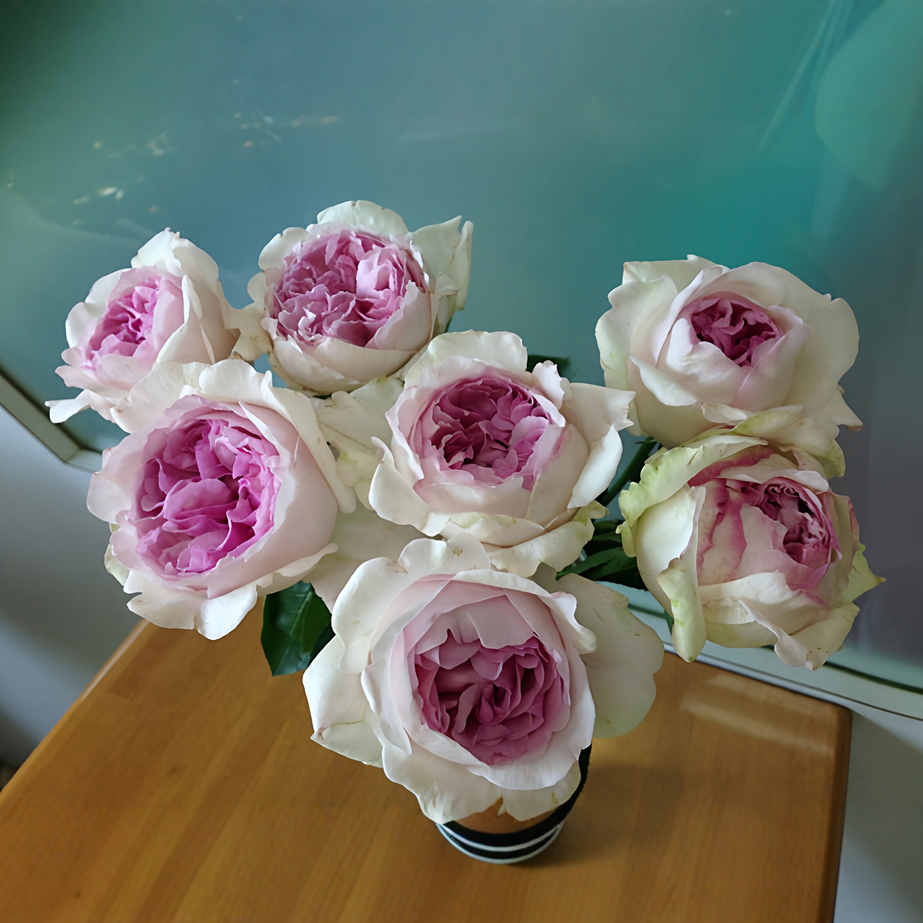伊芙克莱尔大花浓香月季耐晒好活